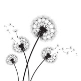 Fototapeta Dmuchawce - Vector illustration dandelion time. Black Dandelion seeds blowing in the wind. The wind inflates a dandelion isolated on white background.