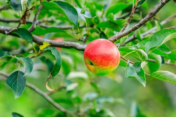 Wall Mural - A fresh apple grow on the tree in the orchard