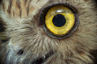 © oktavianus - close-up eyes of an owl bird
