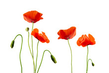 Close Up Of Red Poppies Isolated On Transparent Background
