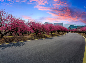 Asphalt road and plum flower tree landscape