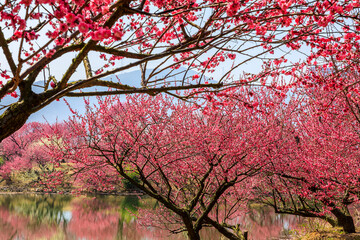 Wall Mural - Pink plum flower in the garden