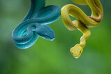Fototapeta Zwierzęta - a blue pit viper and yellow pit viper Trimeresurus insularis on defensive position hanging on a branch together with bokeh backgrounnd