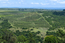 Drone View At A Agricultural Field On Oribi Gorge Near Port Shepstone, South Africa