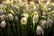 white spring flowers, snowdrops
