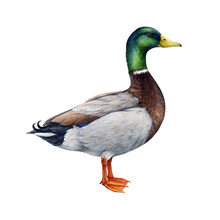 Duck Watercolor Illustration. Hand Drawn Realistic Waterfowl Bird. Mallard Duck Wildlife Avian. Beautiful Wild River, Lake, Pond Animal.