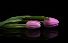 Purple Tulips On Black Background