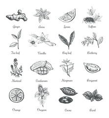 spices and herbs vector illustration