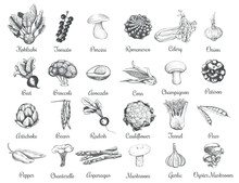 Collection Of Sketches Of Vegetables. 