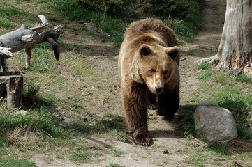 ours brun, ursus arctos