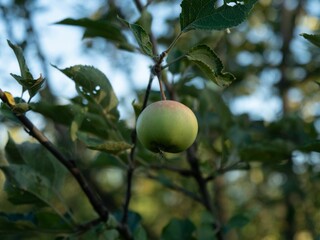 Sticker - Green fruit on a tree in the garden