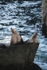 Wall Mural - Vertical shot of big sea lions on a rock in Alaska in sunny weather