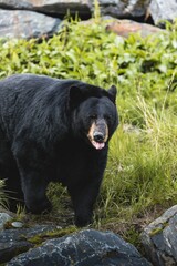 Wall Mural - Vertical shot of a Himalayan black bear in a park in Alaska surrounded by green nature