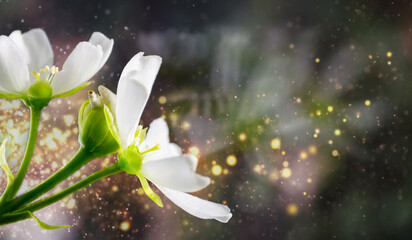 Wall Mural - White flower macro. Beautiful blooming flower. Natural background. Macro nature