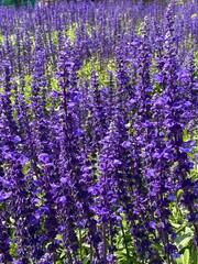 Poster - Vertical high-angle view of Salbei Viola Klose - Salvia nemorosa growing in the meadow