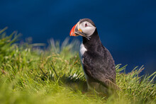 Puffin (fratercula) Is The Most Beautiful Bird In Iceland. Close Up View. Wildlife Photography In Iceland In Natural Enviroment During Nice Sunny Day