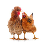 Fototapeta Zwierzęta - Two brown chickens.