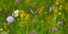 Large White Butterfly (Pieris Brassicae) Sequence Flying To Feed On Scabious Flowers In Wildflower Meadow. 
