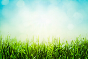 Green grass with bokeh effect on blue sky. Spring meadow background.