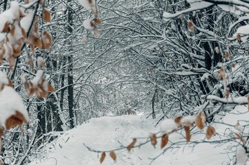 Sticker - Selective shot of a  winter forest, and snow-covered tree branches