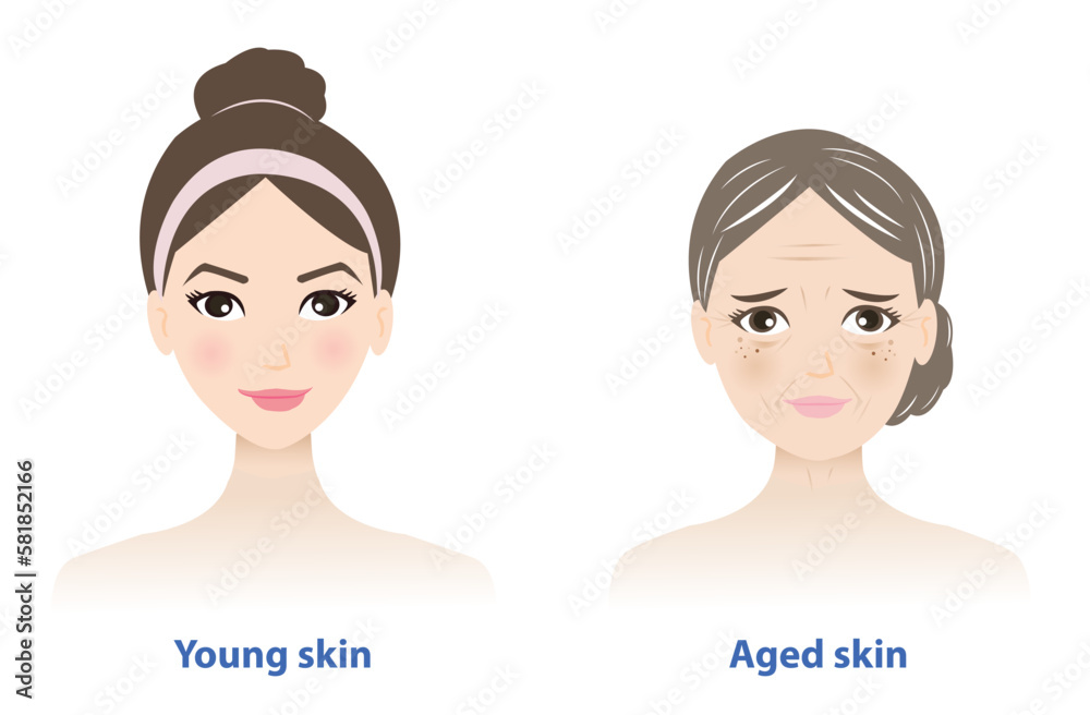 Differences between young and aged skin. Youthful healthy skin looks ...