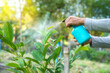 Hands are using a proxy to spray a mixture of insecticide and spray the tops of young plants to kill aphids and pests.