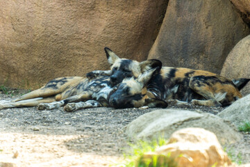 san antonio zoo wildlife