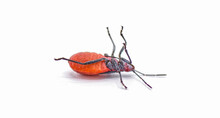 Jadera Haematoloma - The Red Shouldered, Goldenrain Tree, Or Soapberry Bug On Its Back, Isolated On White Background