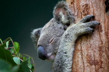 australian koala sleeping in a eucalyptus tree close up