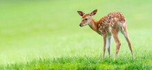 fallow deer- baby animal