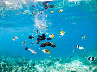 Wall Mural - corals and tropical fish underwater sea life