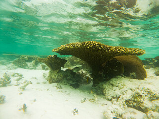 Wall Mural - corals and tropical fish underwater sea life