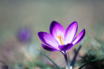 Wall Mural - Single spring flower crocus on green grass closeup. Macro shot. Nature photography