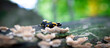 Salamander salamandra of the forest in the forest on grass and moss looking for food.