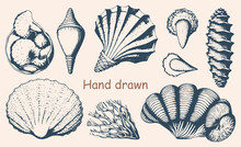 Hand-drawn Vector Set Of Various Seashells In Vintage Engraved Style. Includes Shells Of Different Shapes And Types Of Mollusks, Such As Cones, Spirals, And Scallops