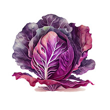 Watercolor Painted Red Cabbage. Fresh Food Design Elements Isolated On White Background.