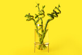 Fototapeta Dziecięca - Bamboo plant in vase on yellow background