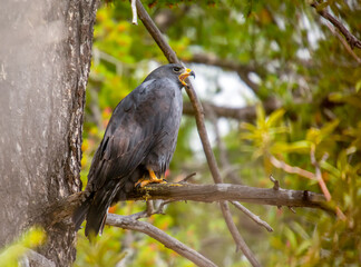 Canvas Print - Calling Zone-tailed Hawk in the Arizona Mountains