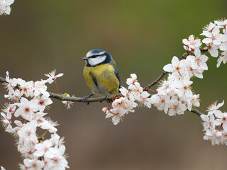 Wall Mural - Blue tit, Cyanistes caeruleus