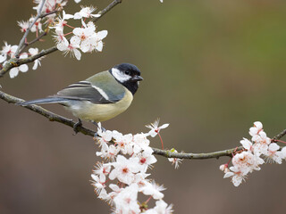 Canvas Print - Great tit, Parus major