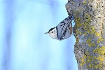 Wall Mural - White breasted Nuthatch on a mossy tree