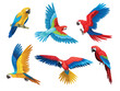 Colorful parrots set. Collection of exotic and tropical birds with bright feathers and beak. Wildlife of jungle and tropical forest. Cartoon flat vector illustrations isolated on white background