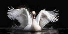 Adorable Swan Frolicking Outdoors