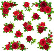 Red roses. Set of vector design elements with red rose flowers isolated on a white background
