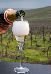 Tasting of brut champagne sparkling wine outdoor with view on pinot noir gran cru vineyards of famous champagne houses in Montagne de Reims near Verzenay, Champagne, France