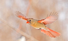 Northern Cardinal Female Flying With Snowy Trees On The Background, Quebec, Canada