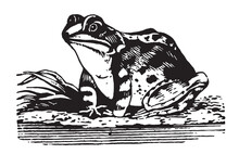 Vintage Lithographic Typographic Black And White Frog Toad Vector Image