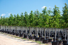 Rows Of A Variety Of Deciduous Trees In Black Colored Pots Under The Blue Sky. There Are Orange, Grape, And Ash, The Large Tree Farm Has Hills And Valleys With A Wire Fence Surrounding The Property.