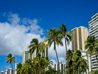 Wall Mural - High-rises loom above Waikiki, Honolulu's famed tourist district