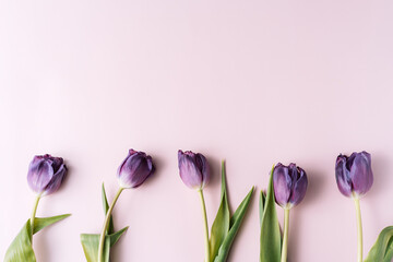 Wall Mural - Bouquet of purple tulips on a pink background.